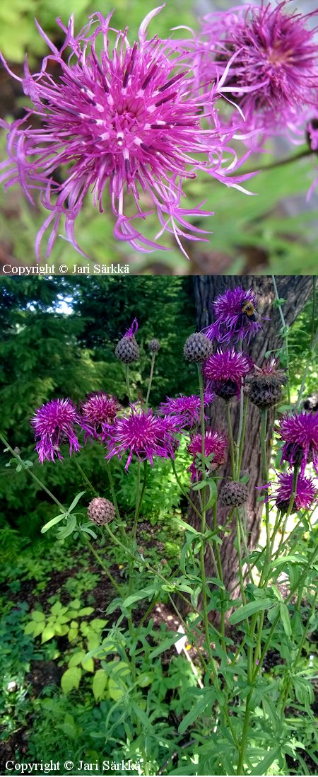 Centaurea scabiosa - ketokaunokki